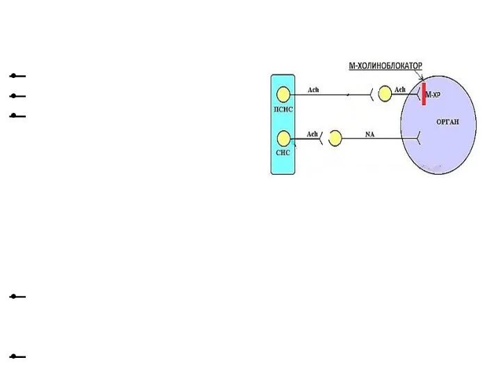 Эффекты воздействия на ацетилхолиновые рецепторы: М-холиноблокаторы Механизм действия (ФК по сути)