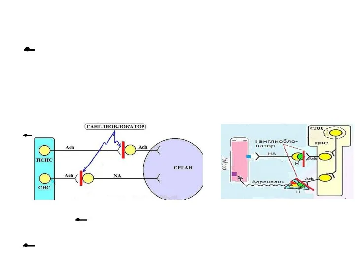 Эффекты воздействия на ацетилхолиновые рецепторы: • Ганглиоблокаторы – это вещества, блокирующие