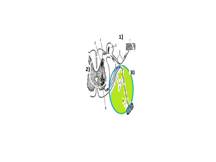 Drugs affecting the afferent part of the NS