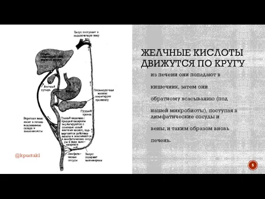 ЖЕЛЧНЫЕ КИСЛОТЫ ДВИЖУТСЯ ПО КРУГУ из печени они попадают в тонкий