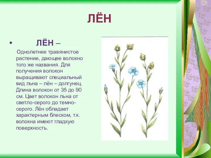 ЛЁН ЛЁН – Однолетнее травянистое растение, дающее волокно того же названия.