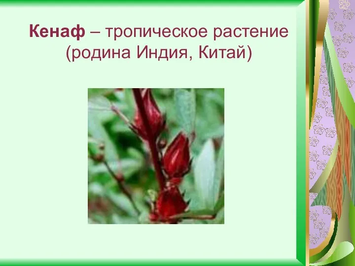 Кенаф – тропическое растение (родина Индия, Китай)