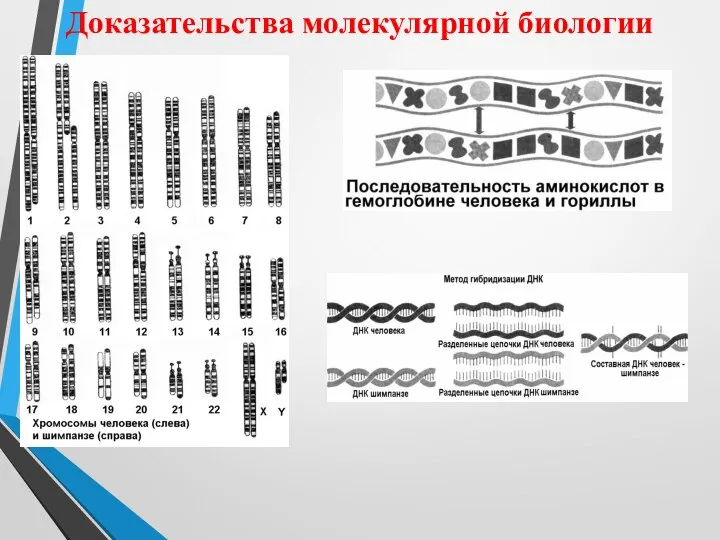 Доказательства молекулярной биологии