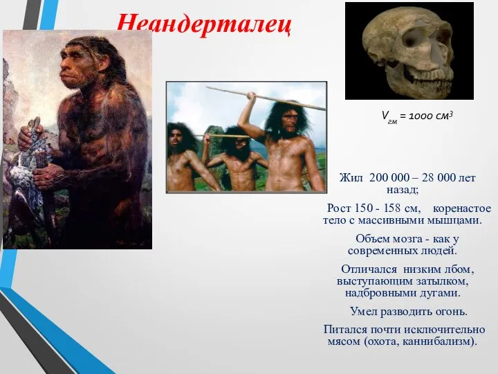Неандерталец Жил 200 000 – 28 000 лет назад; Рост 150