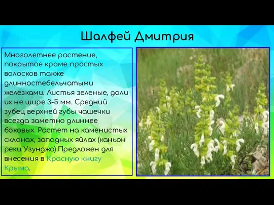 Шалфей Дмитрия Многолетнее растение, покрытое кроме простых волосков также длинностебельчатыми железками.