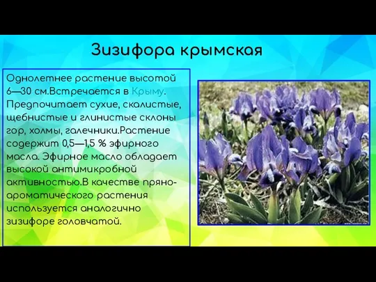 Зизифора крымская Однолетнее растение высотой 6—30 см.Встречается в Крыму.Предпочитает сухие, скалистые,