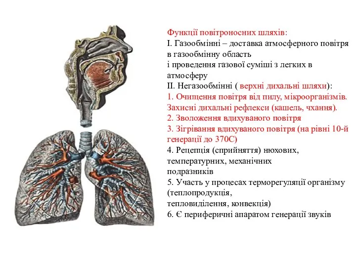 Функції повітроносних шляхів: І. Газообмінні – доставка атмосферного повітря в газообмінну