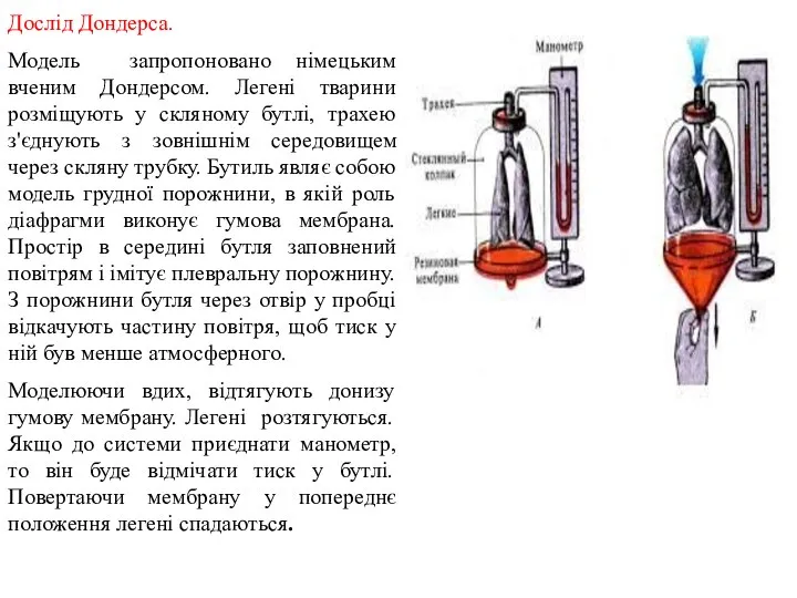 Дослід Дондерса. Модель запропоновано німецьким вченим Дондерсом. Легені тварини розміщують у