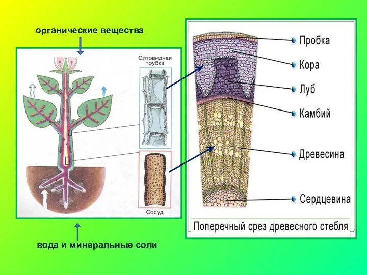 вода и минеральные соли органические вещества