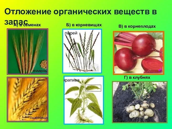 Отложение органических веществ в запас А) в семенах Б) в корневищах