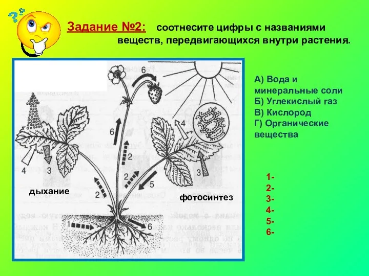 Задание №2: соотнесите цифры с названиями веществ, передвигающихся внутри растения. А)