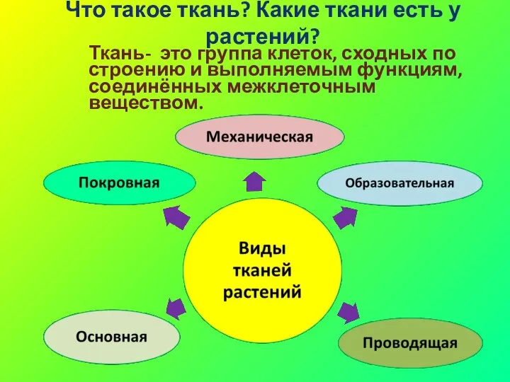 Ткань- это группа клеток, сходных по строению и выполняемым функциям, соединённых