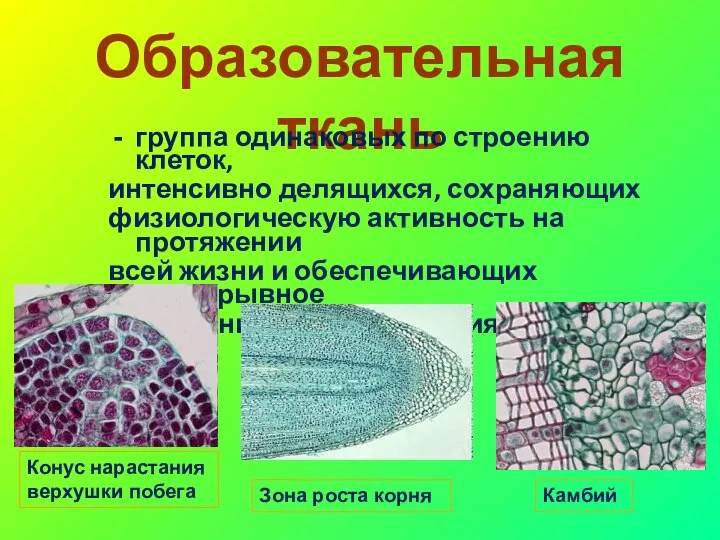 Образовательная ткань группа одинаковых по строению клеток, интенсивно делящихся, сохраняющих физиологическую