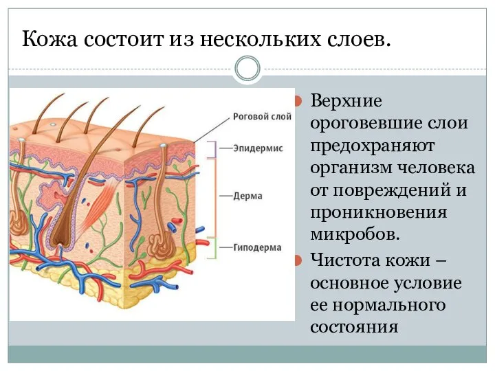 Кожа состоит из нескольких слоев. Верхние ороговевшие слои предохраняют организм человека