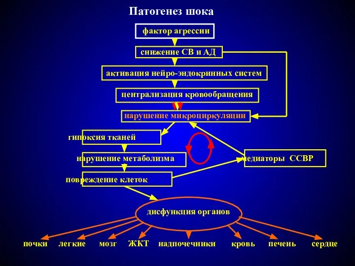 Патогенез шока фактор агрессии снижение СВ и АД активация нейро-эндокринных систем