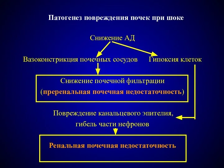 Патогенез повреждения почек при шоке Снижение АД Вазоконстрикция почечных сосудов Гипоксия