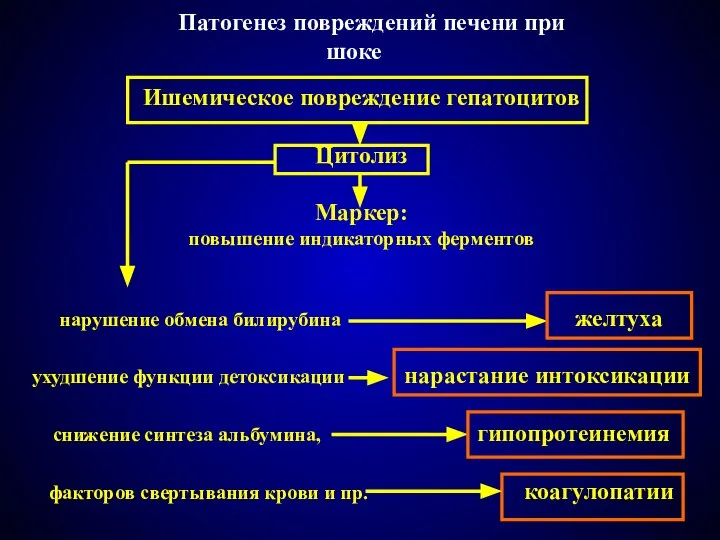 Патогенез повреждений печени при шоке Ишемическое повреждение гепатоцитов Цитолиз Маркер: повышение