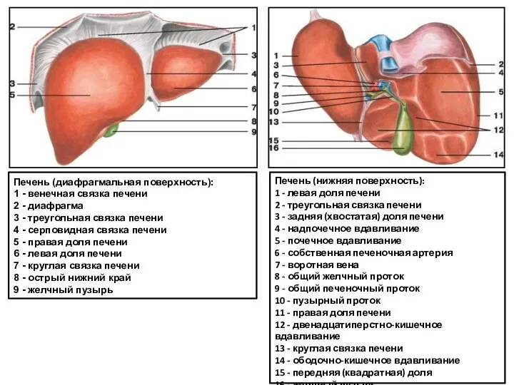 Печень (диафрагмальная поверхность): 1 - венечная связка печени 2 - диафрагма