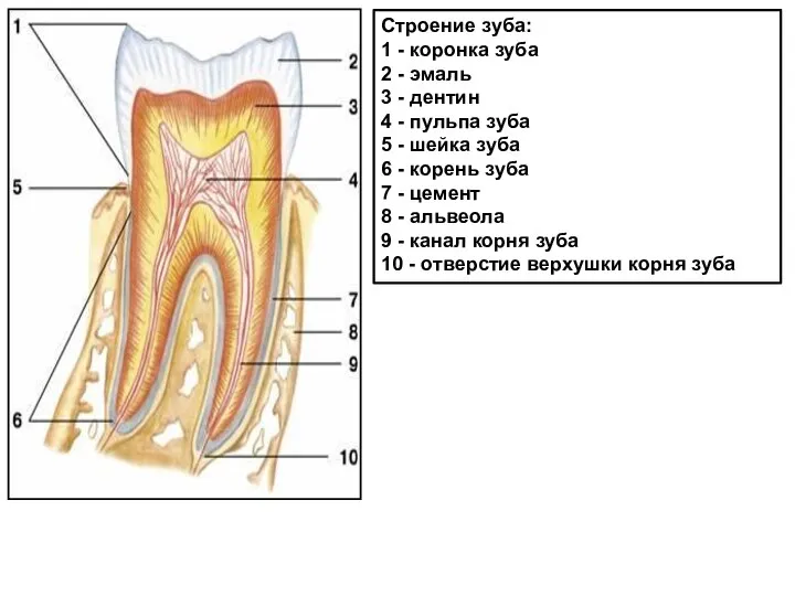 Строение зуба: 1 - коронка зуба 2 - эмаль 3 -