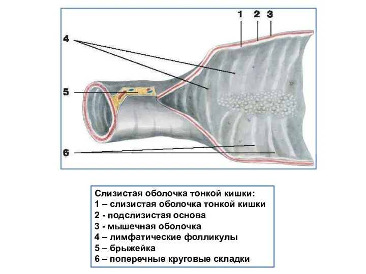 Слизистая оболочка тонкой кишки: 1 – слизистая оболочка тонкой кишки 2