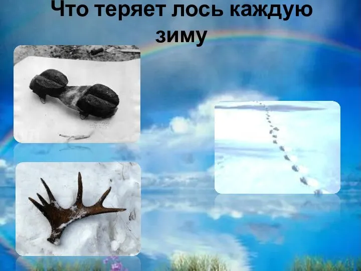 Что теряет лось каждую зиму