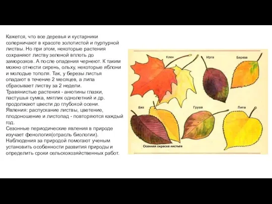 Кажется, что все деревья и кустарники соперничают в красоте золотистой и