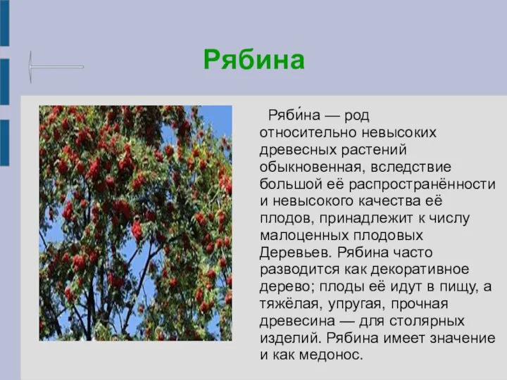 Рябина Ряби́на — род относительно невысоких древесных растений обыкновенная, вследствие большой