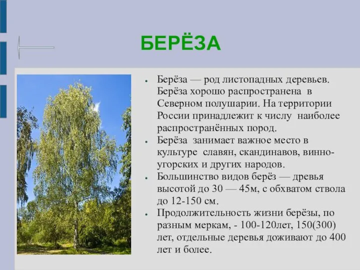 БЕРЁЗА Берёза — род листопадных деревьев. Берёза хорошо распространена в Северном