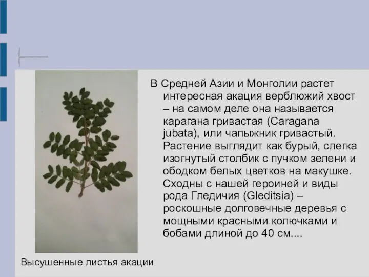 Высушенные листья акации В Средней Азии и Монголии растет интересная акация