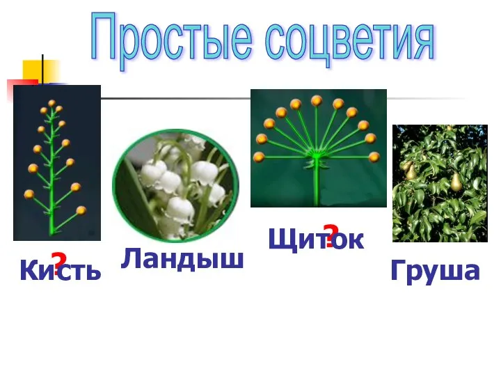 Простые соцветия ? Кисть Ландыш ? Щиток Груша