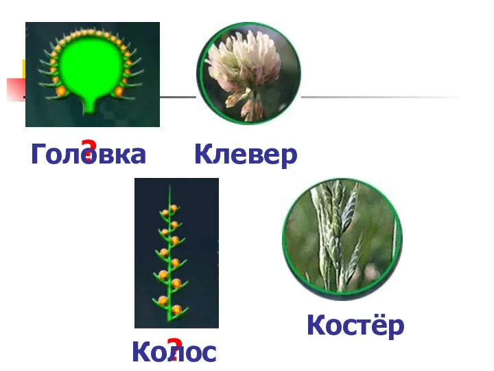 ? ? Головка Клевер Колос Костёр