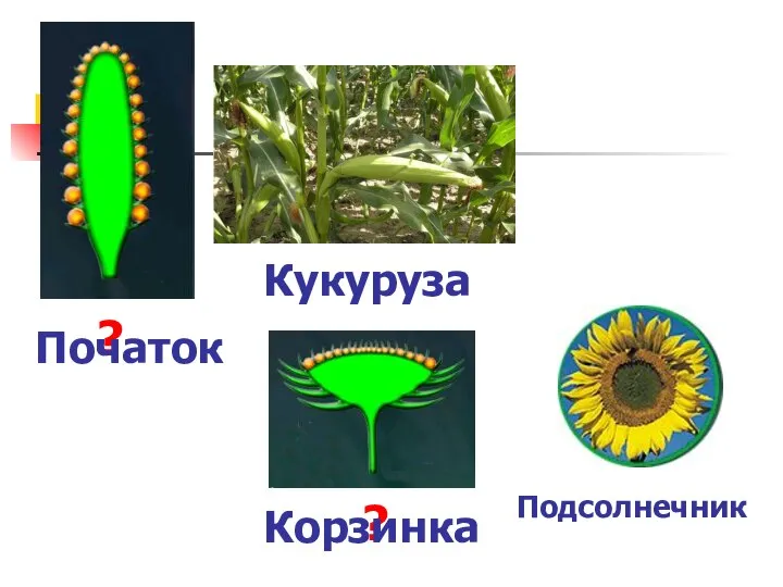 ? ? Початок Кукуруза Корзинка Подсолнечник