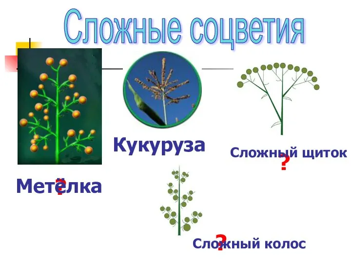 Сложные соцветия ? Метёлка Кукуруза ? Сложный щиток ? Сложный колос