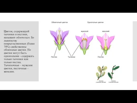 Цветок, содержащий тычинки и пестики, называют обоеполым. Большинству покрытосеменных (более 70%)
