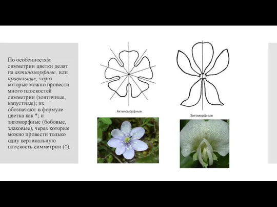 По особенностям симметрии цветки делят на актиноморфные, или правильные, через которые