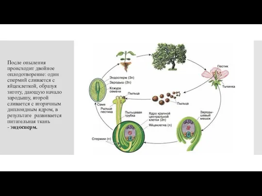 После опыления происходит двойное оплодотворение: один спермий сливается с яйцеклеткой, образуя