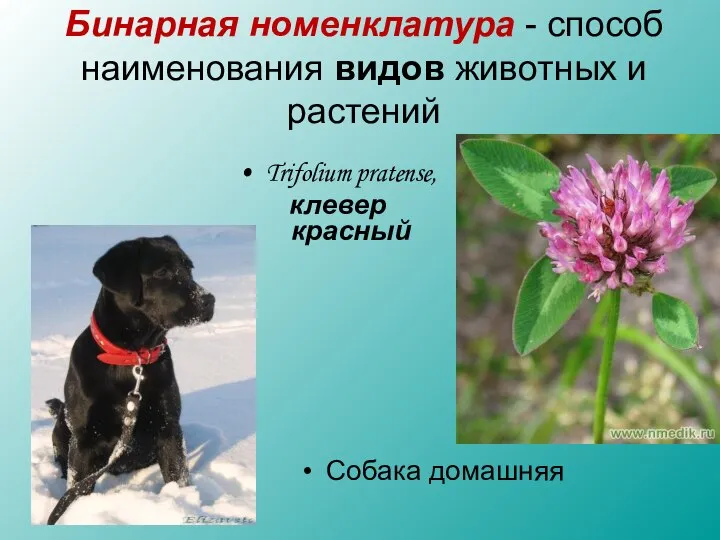 Trifolium pratense, клевер красный Собака домашняя Бинарная номенклатура - способ наименования видов животных и растений