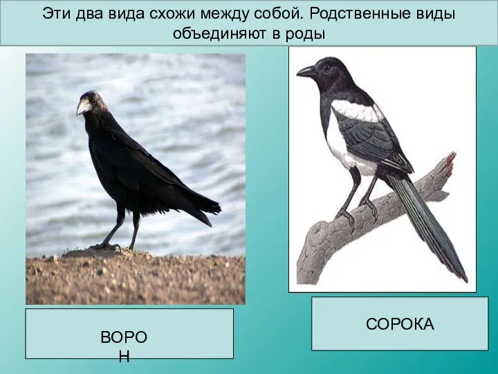 СОРОКА ВОРОН Эти два вида схожи между собой. Родственные виды объединяют в роды