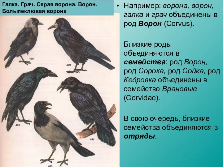 Например: ворона, ворон, галка и грач объединены в род Ворон (Corvus).