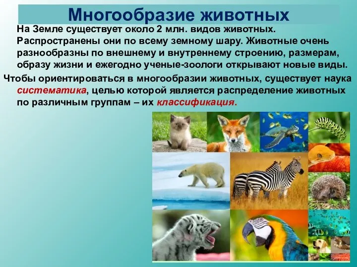 Многообразие животных На Земле существует около 2 млн. видов животных. Распространены