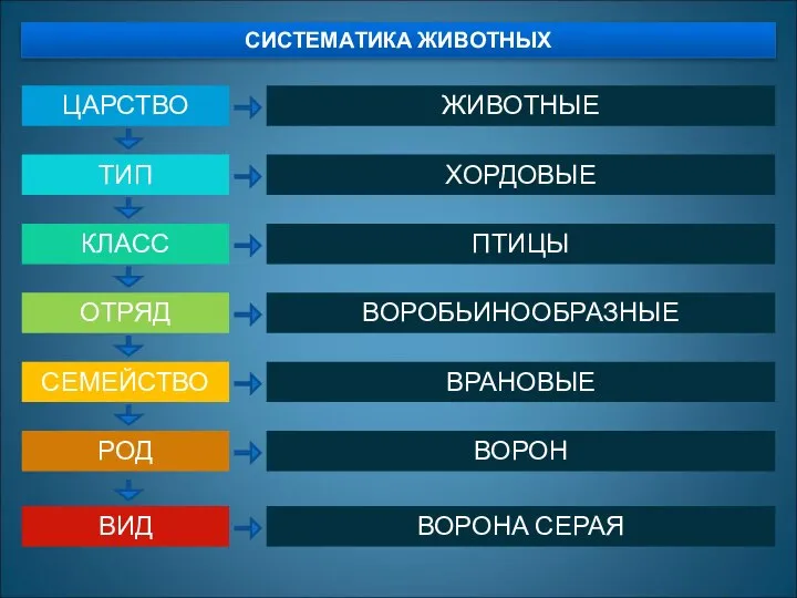 СИСТЕМАТИКА ЖИВОТНЫХ ЦАРСТВО ТИП КЛАСС ОТРЯД СЕМЕЙСТВО РОД ВИД ЖИВОТНЫЕ ХОРДОВЫЕ