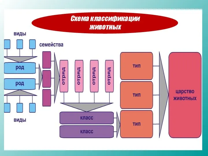 Схема классификации животных