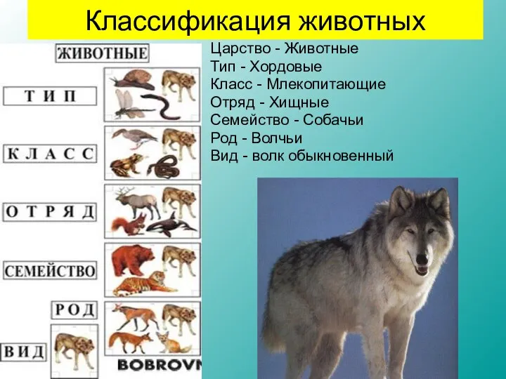 Царство - Животные Тип - Хордовые Класс - Млекопитающие Отряд -