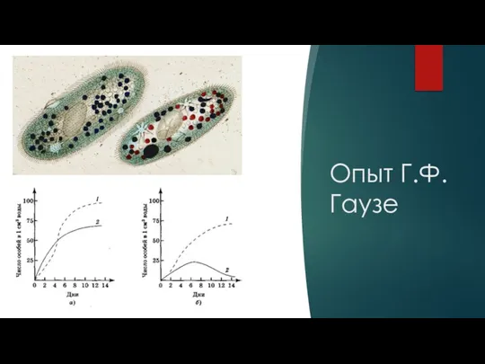 Опыт Г.Ф.Гаузе