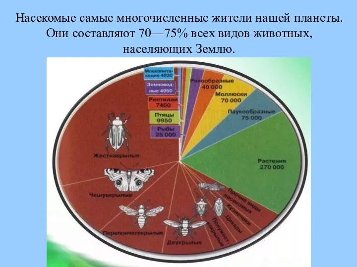 Насекомые самые многочисленные жители нашей планеты. Они составляют 70—75% всех видов животных, населяющих Землю.