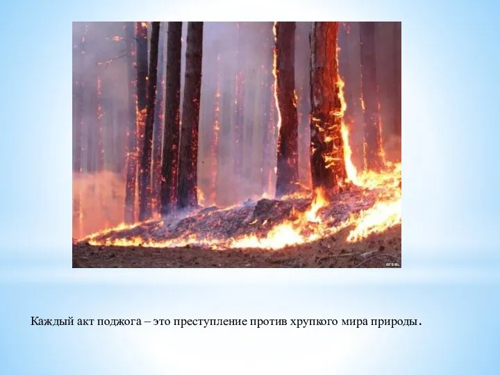 Каждый акт поджога – это преступление против хрупкого мира природы.