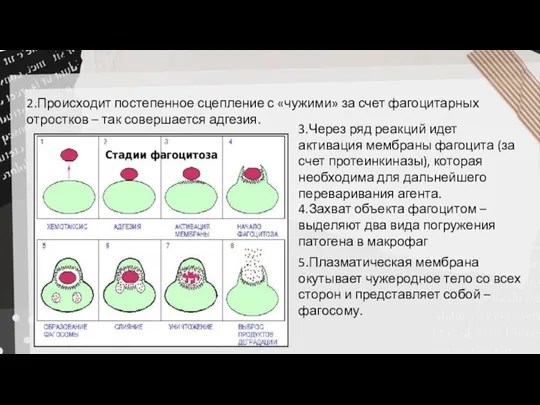 2.Происходит постепенное сцепление с «чужими» за счет фагоцитарных отростков – так