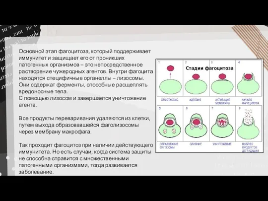 Основной этап фагоцитоза, который поддерживает иммунитет и защищает его от проникших