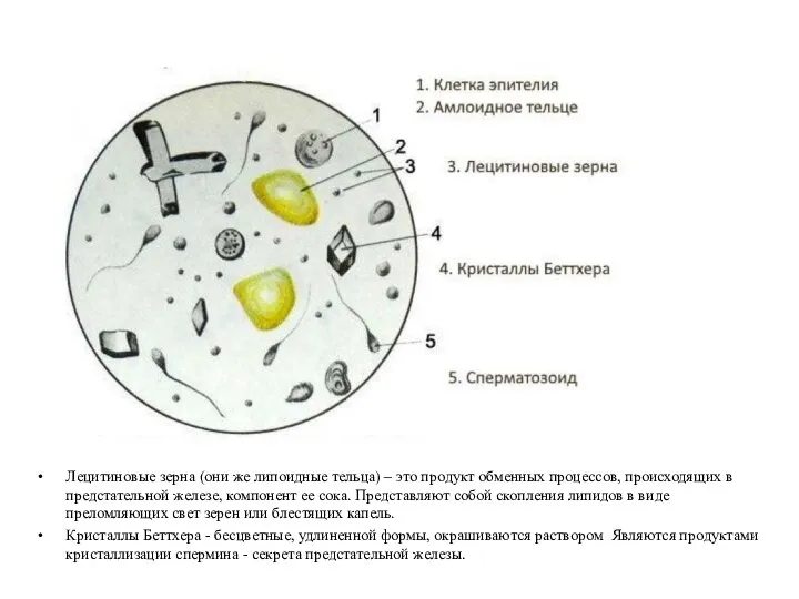 Лецитиновые зерна (они же липоидные тельца) – это продукт обменных процессов,