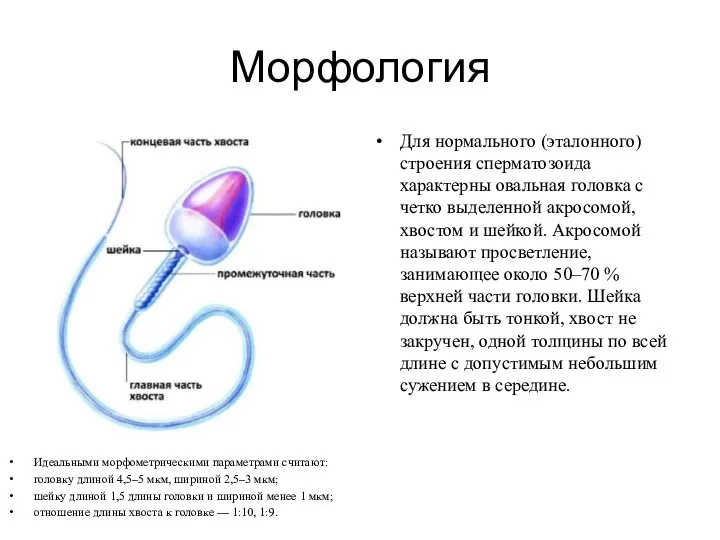 Морфология Идеальными морфометрическими параметрами считают: головку длиной 4,5–5 мкм, шириной 2,5–3